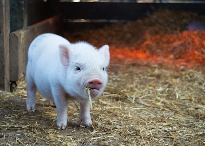A Pre-Calving Supplement That Lifts Herd Nutrition