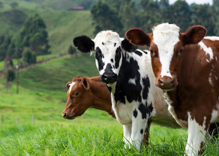 Organic Dairy Asks More From Healthier Cows