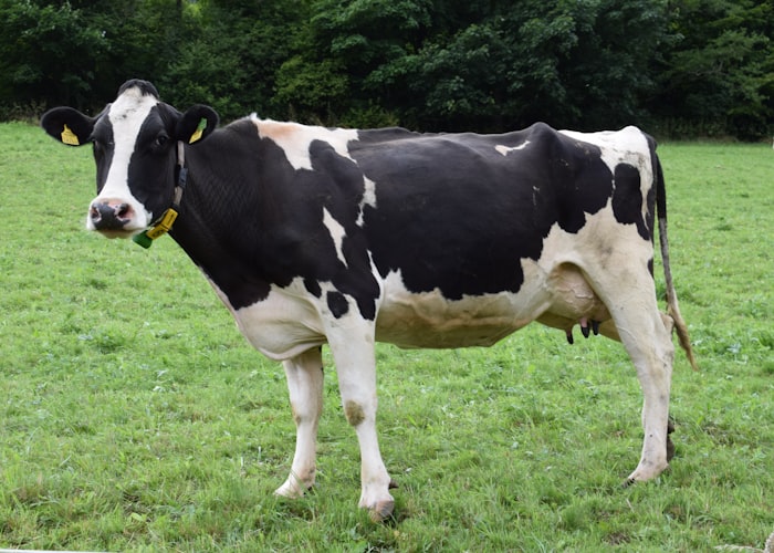 Breeding Resilient Cows For An Organic Dairy