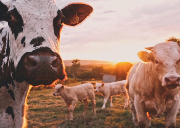Practical Breeding Solutions For Organic Farmers
