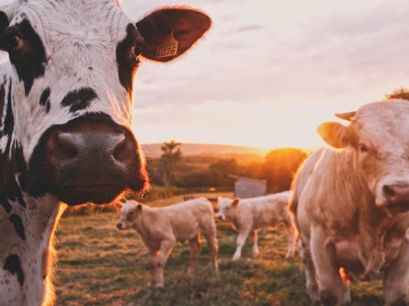 Life on the ASoc farm 2