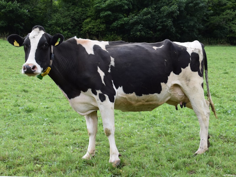 Close portrait of a dairy cow from the breeding herd