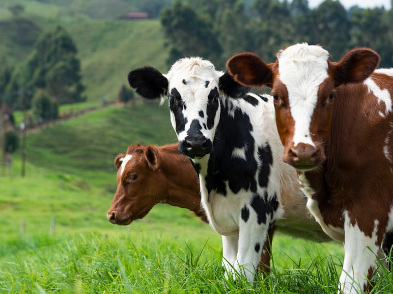Life on the ASoc farm 1